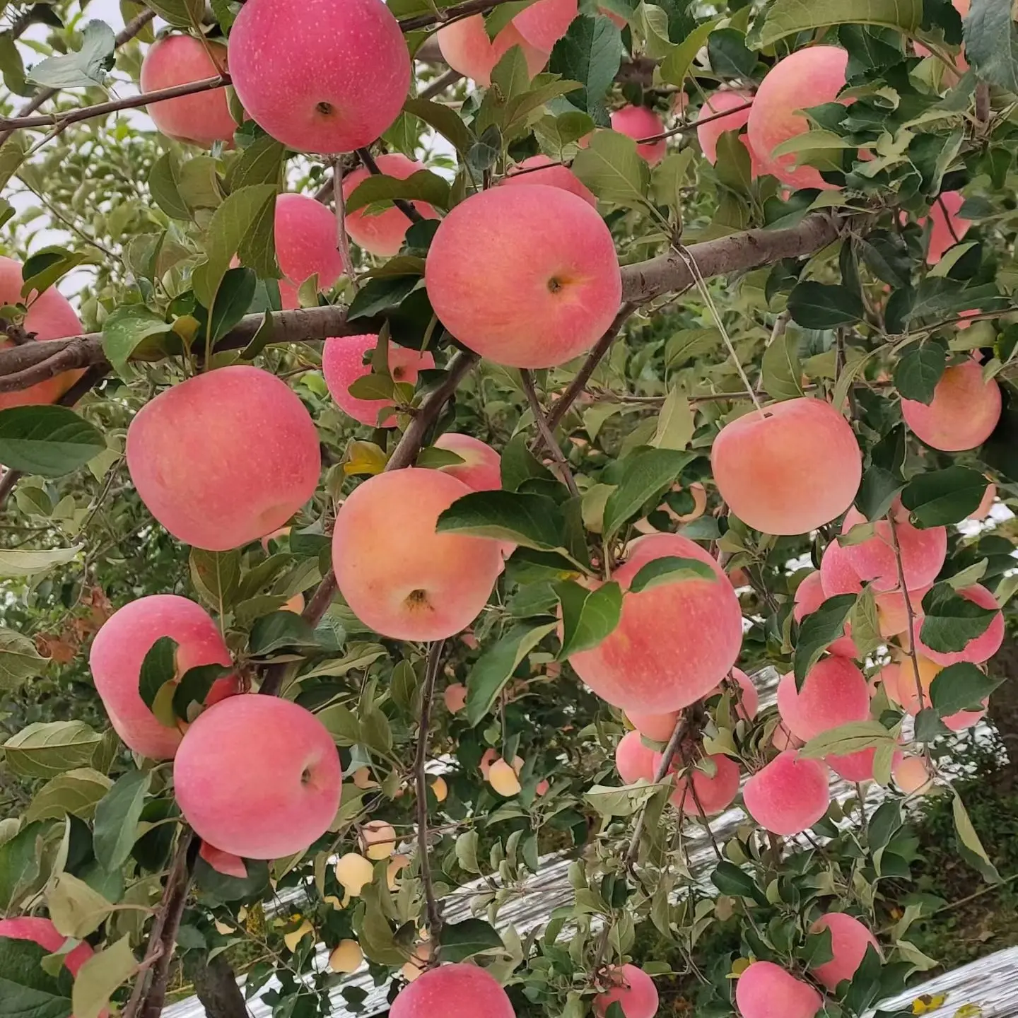 陕西合阳红富士苹果新鲜水果脆甜多汁当季应季