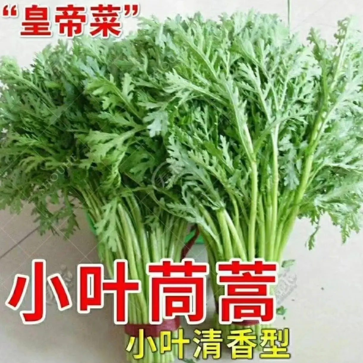 上海本地茼蒿菜（篙子杆）