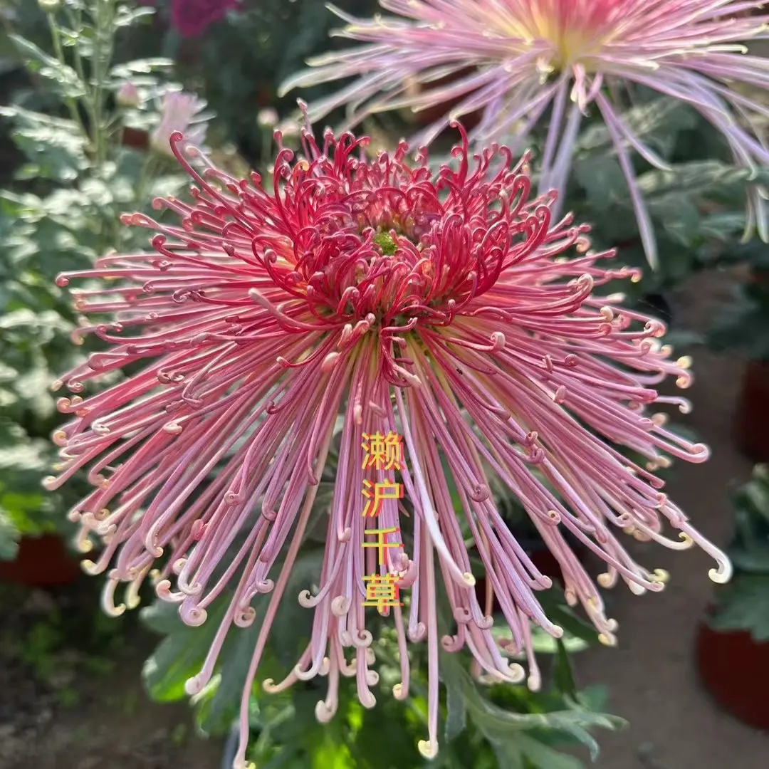 九月菊金丝菊盆栽带花苞阳台庭院四季开花好养花卉土球发货菊花苗