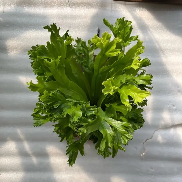 鹿角鸟巢蕨蕨室内办公室绿植盆栽好养易活观叶植物净化空气耐阴