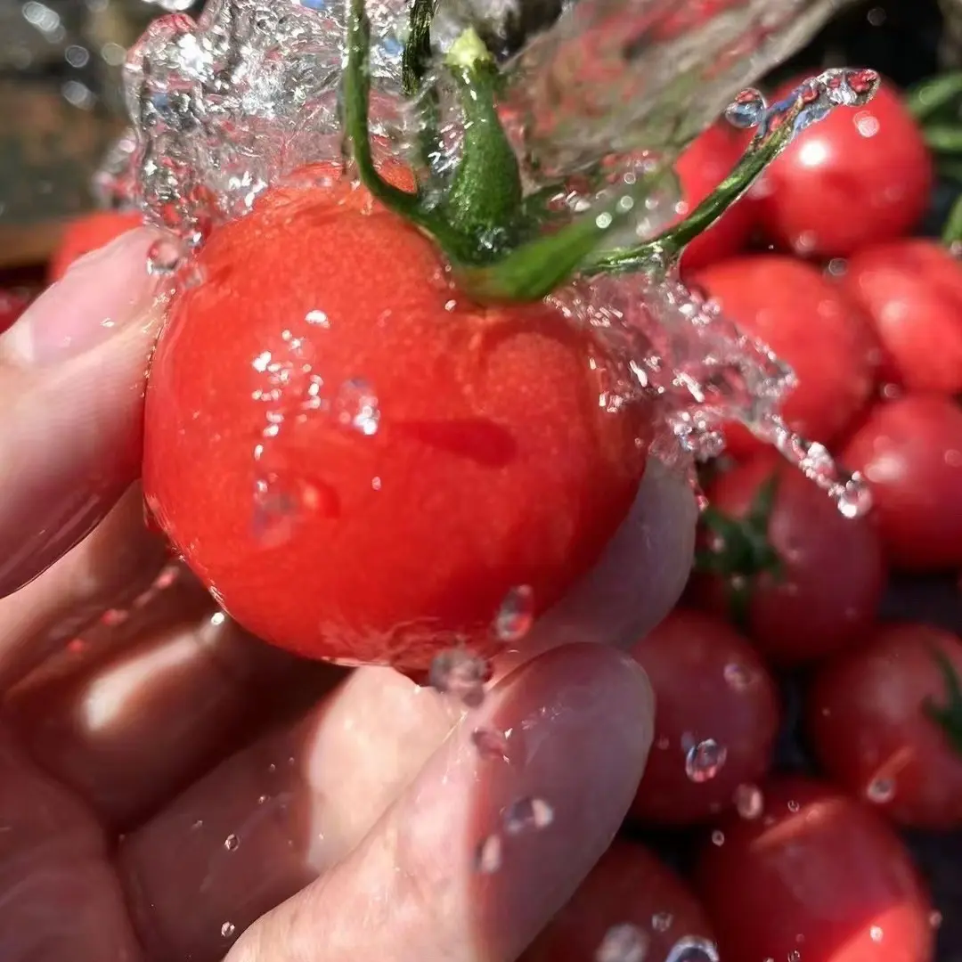 【攀邮严选】攀枝花甜贝贝小番茄新鲜采摘现摘现发圣女果露天种植