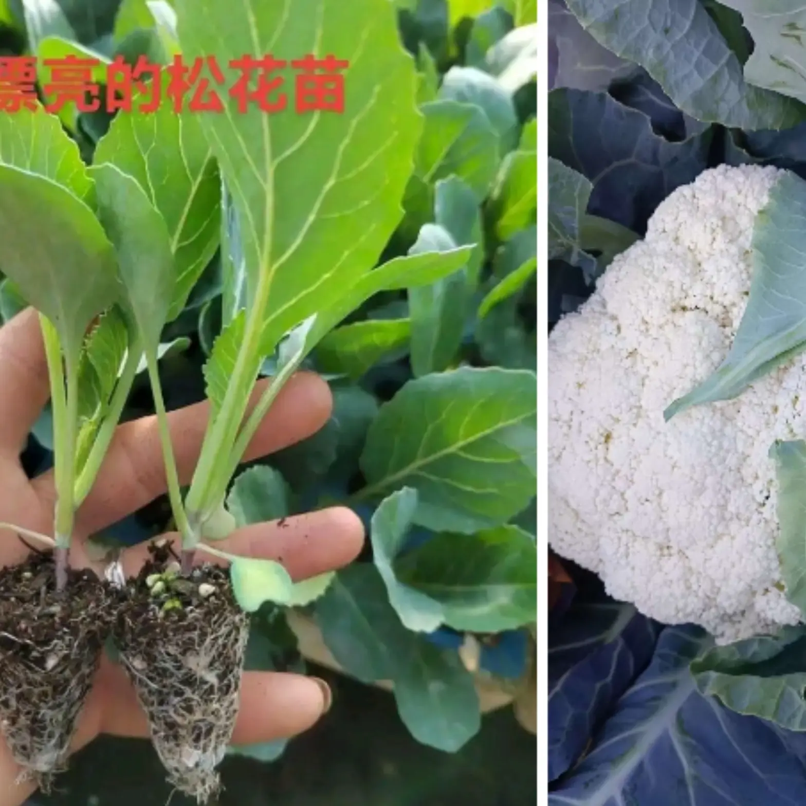 耐寒青梗松花苗有机花菜苗散花苗带土发货适合露天庭院种植