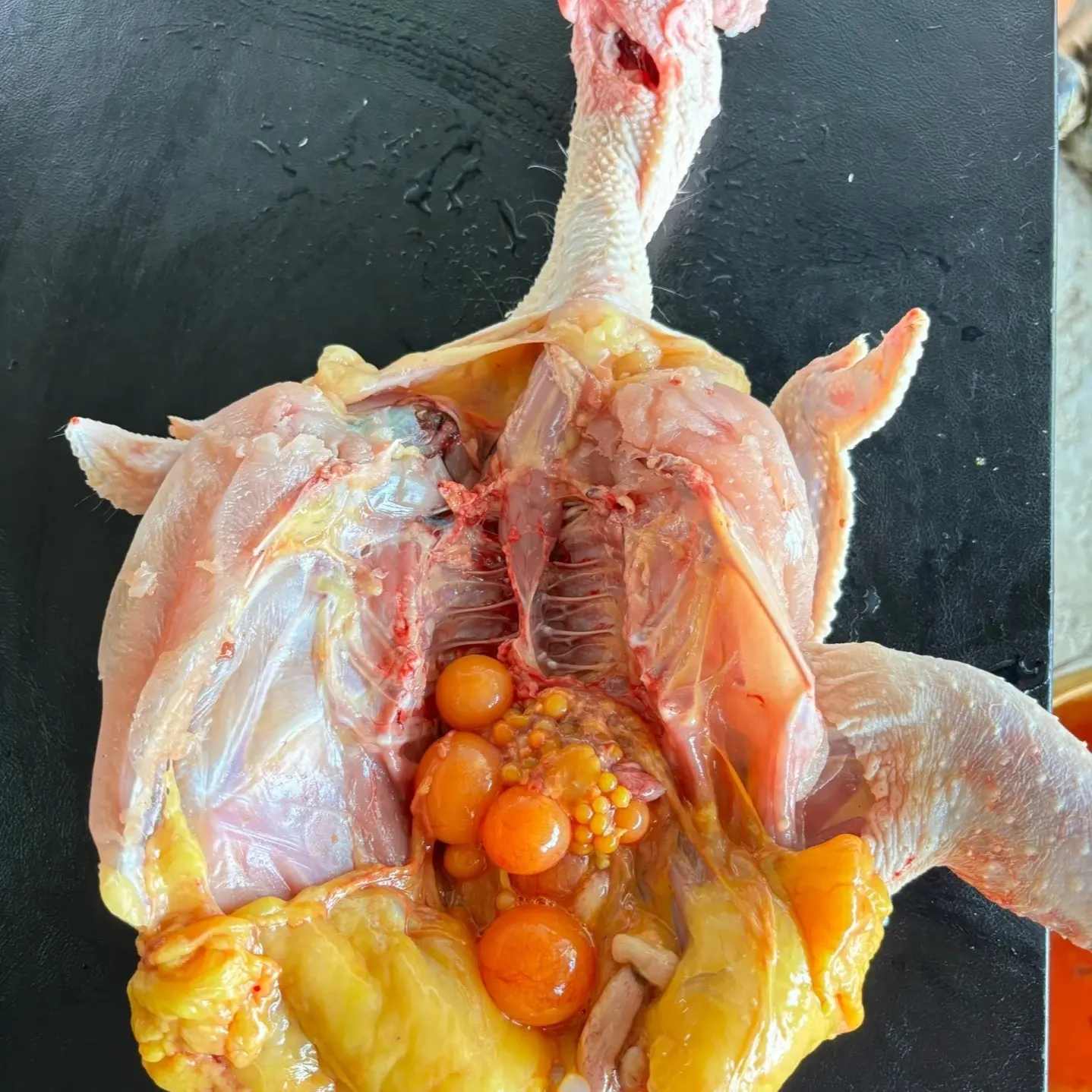 深山散养正宗新鲜现杀老母鸡 跑山鸡 包冰率不含冰