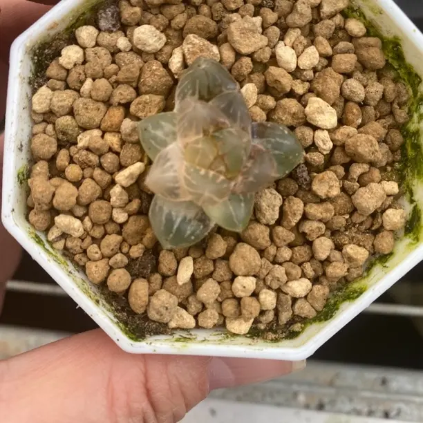 十二卷玉露om玉露锦