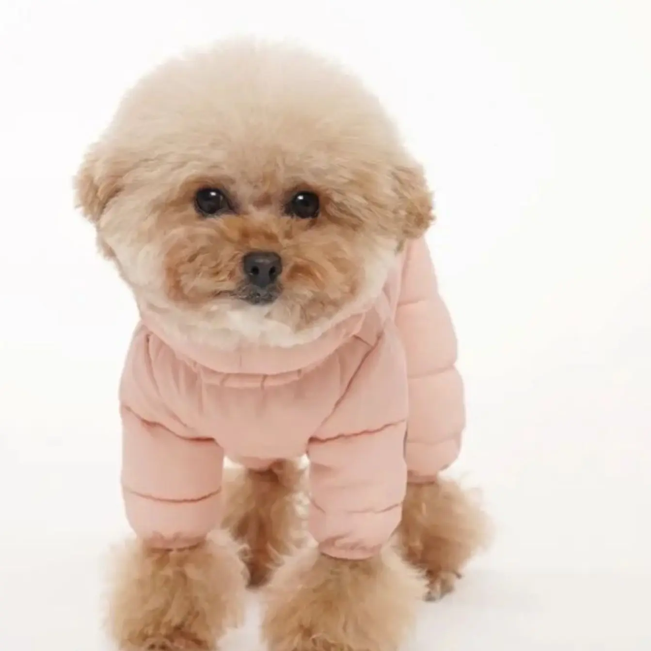 背部泰迪狗子贵宾小型犬宠物服装四脚棉服狗狗冬天衣服保暖秋冬