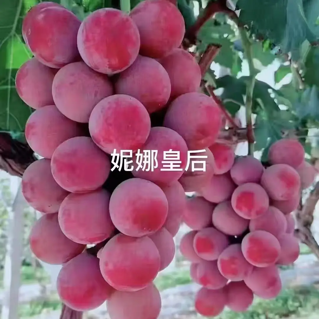 （河北昌黎）妮娜葡萄林木 庭院盆栽阳台花园种植