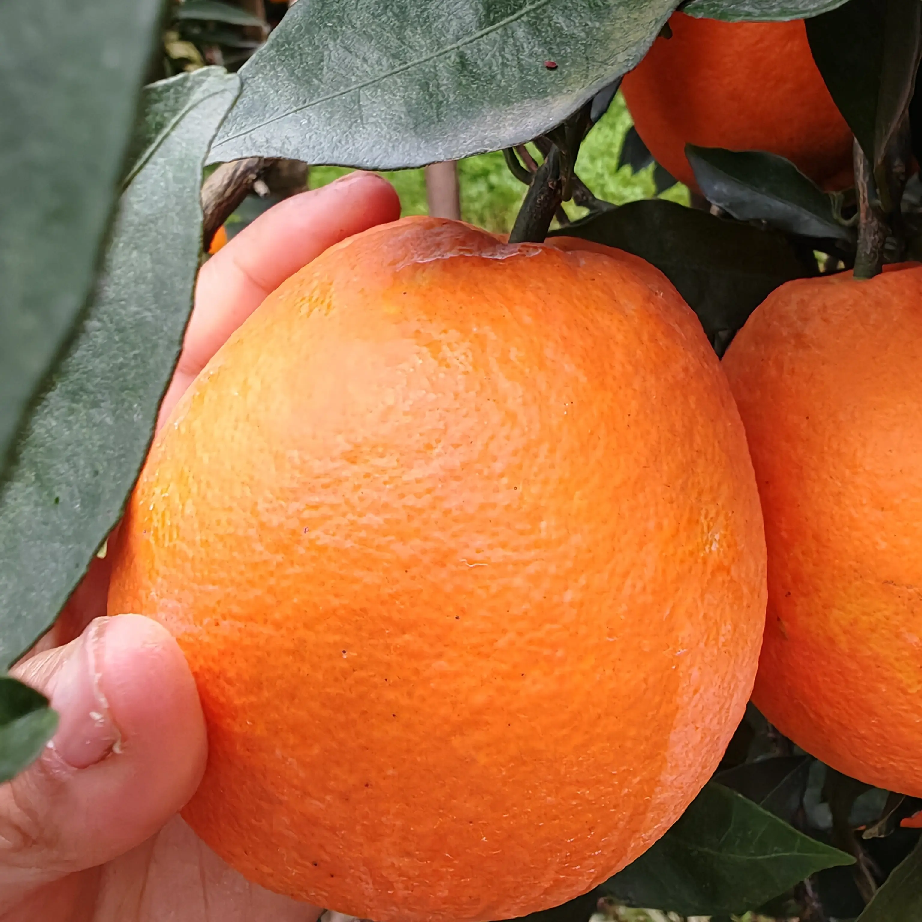 秭归脐橙圆红纽荷尔新鲜当季多汁香甜现摘现发孕妇小孩可吃