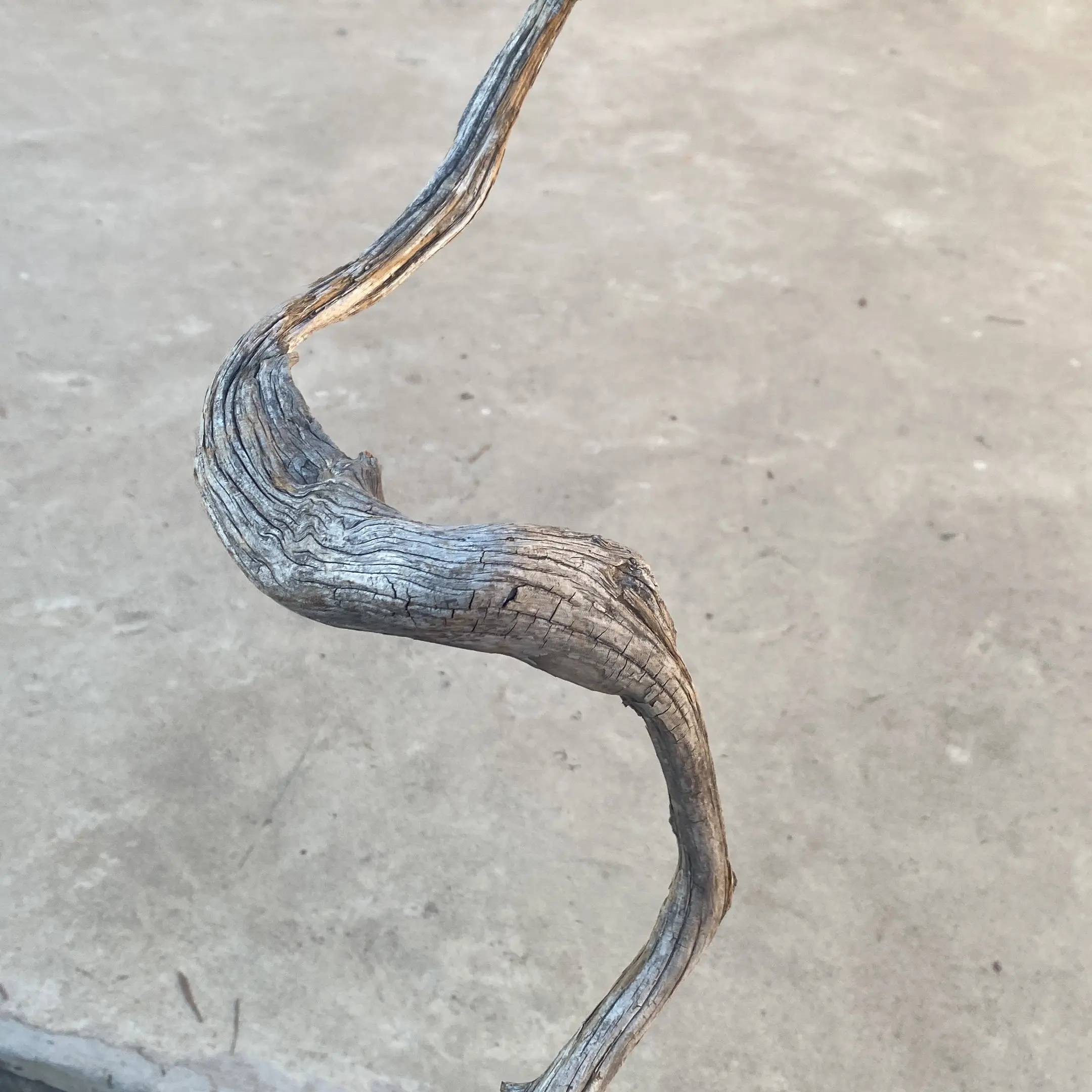 老尹的柏木直播间
