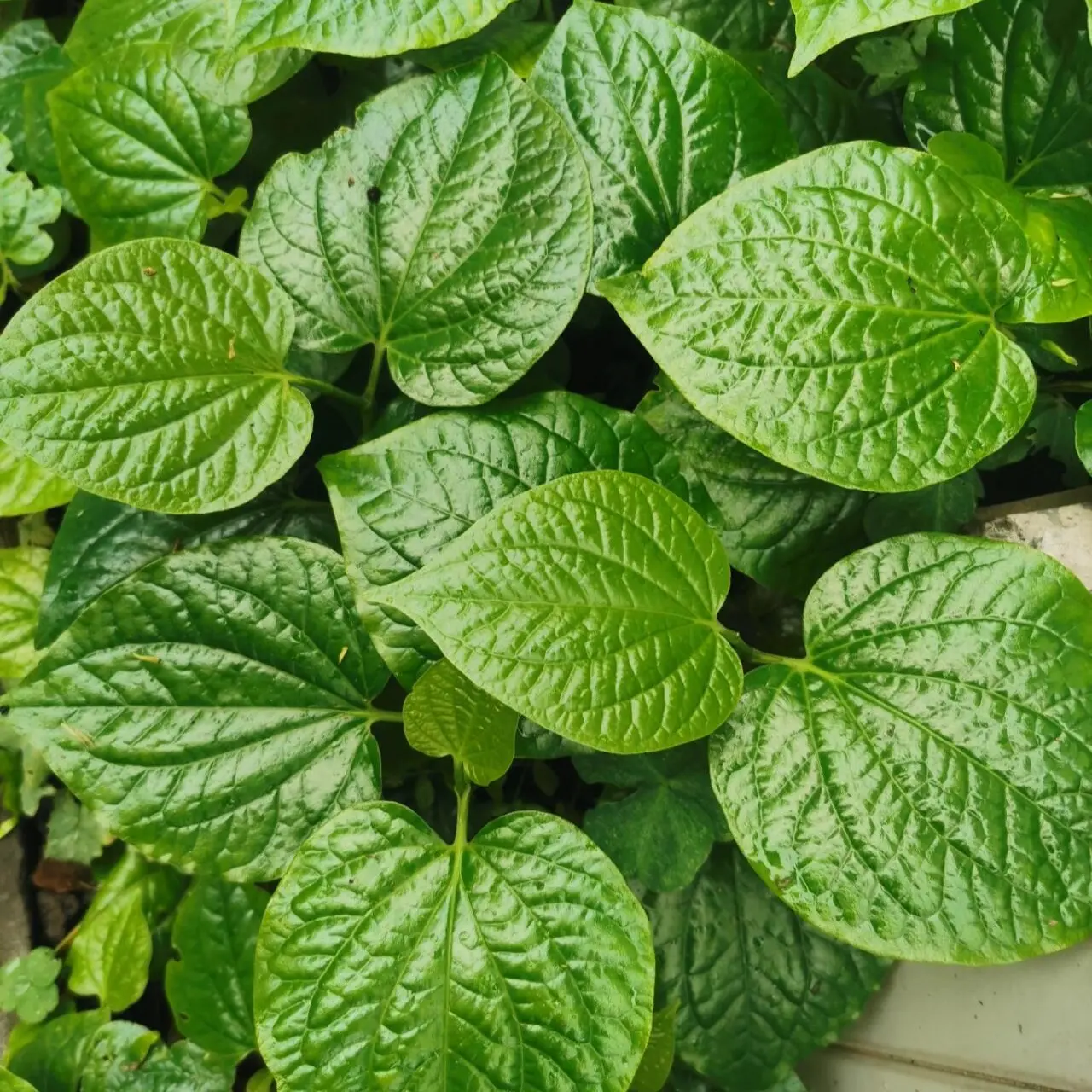 海南特色真空独立包装新鲜现摘假篓叶子