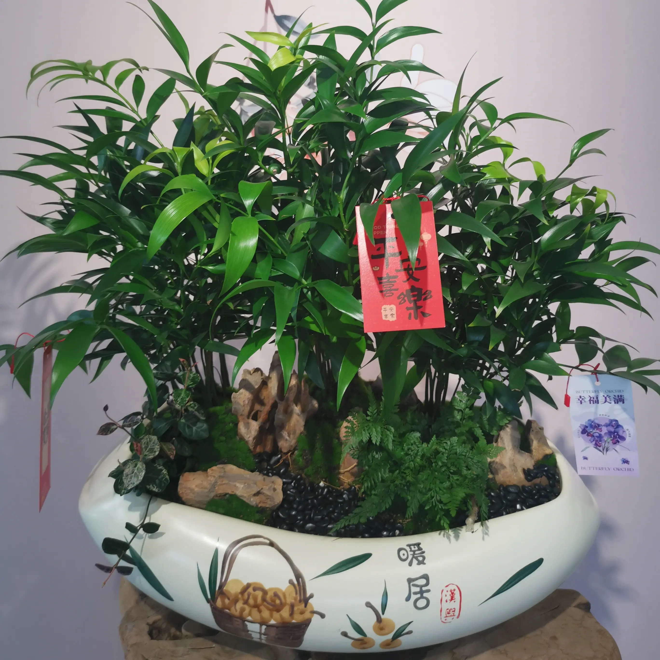 爆款竹柏盆栽室内绿植驱蚊净化空气好养活