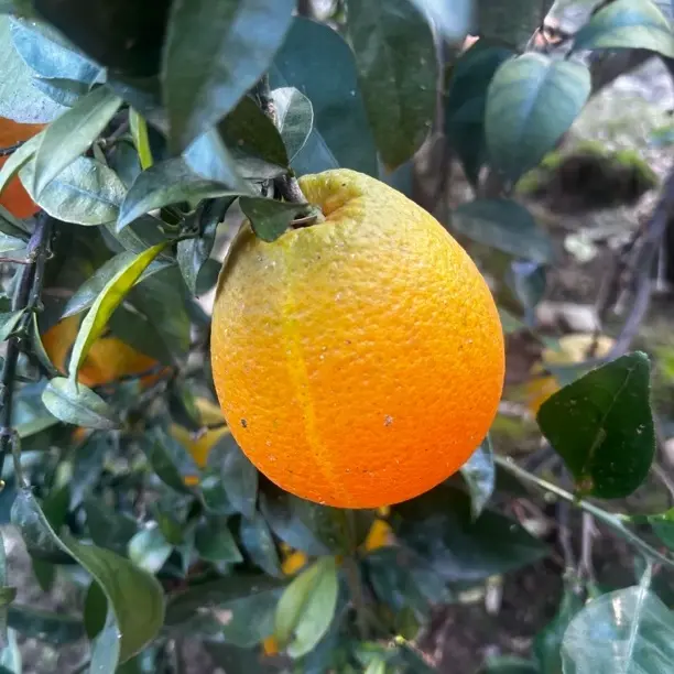 现摘回归纽荷尔脐橙当季新鲜采摘手剥甜橙子长红孕妇水果化渣