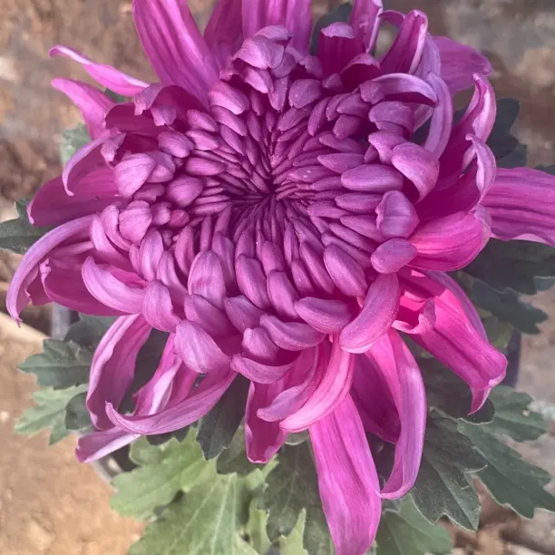 《独杆陶然醉》大花多年生耐寒菊花盆栽带花苞发货好养绿植花卉