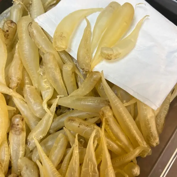 【开播福利】深海豆仁胶筒清水货低腥味好胶质炖汤滋补鱼肚干货