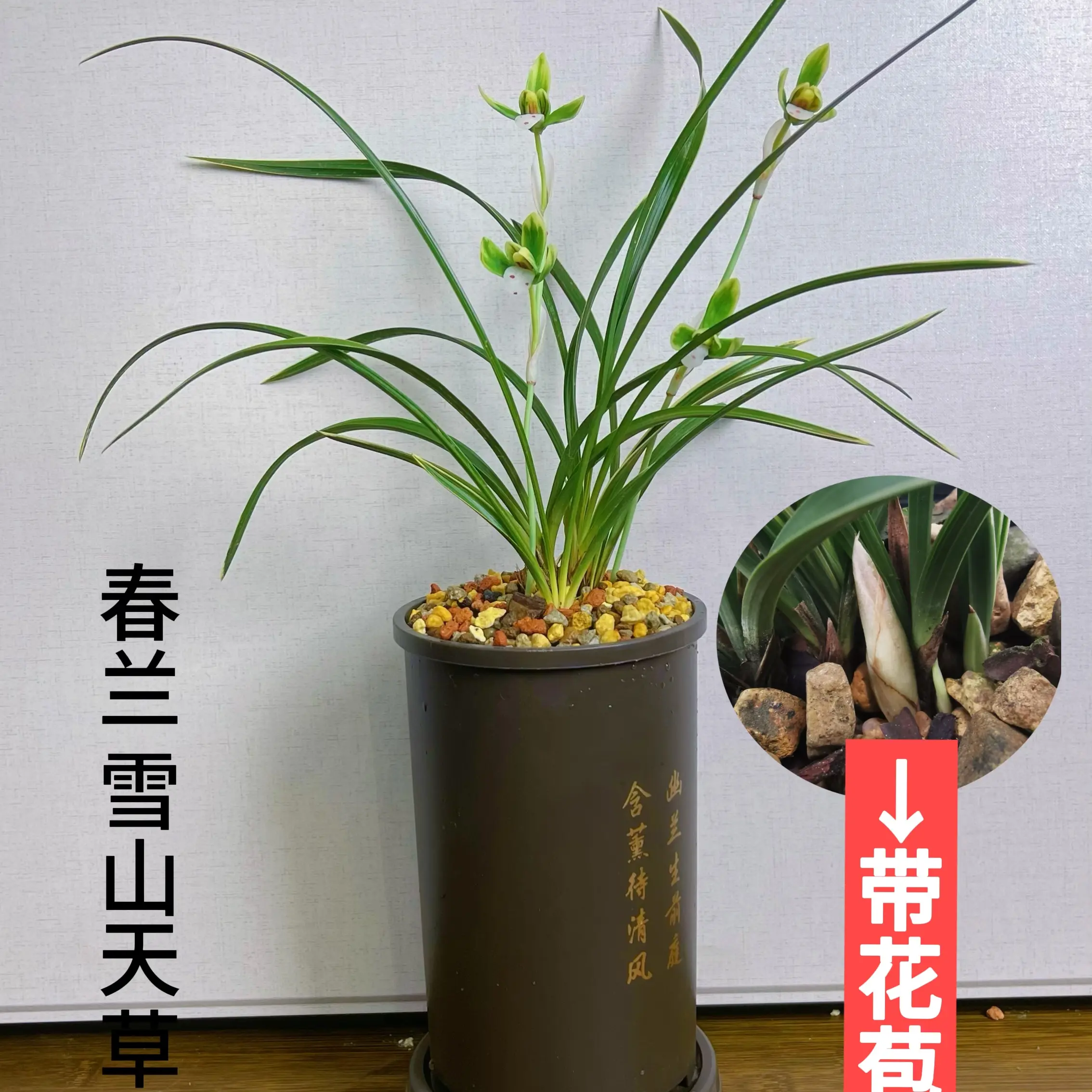春兰雪山天草浓香金边兰花花期12-5月【树脂盆种好发货】
