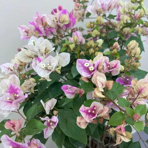 （漳红樱棒捧塘）三角梅四季开花勤花好养阳台庭院观赏花卉