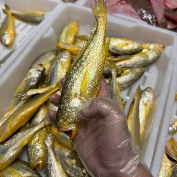 【小高生鲜】宁波象山港小黄鱼（梅章）新鲜热气发货