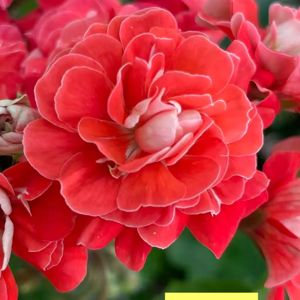 珊瑚 新品半兽天竺葵