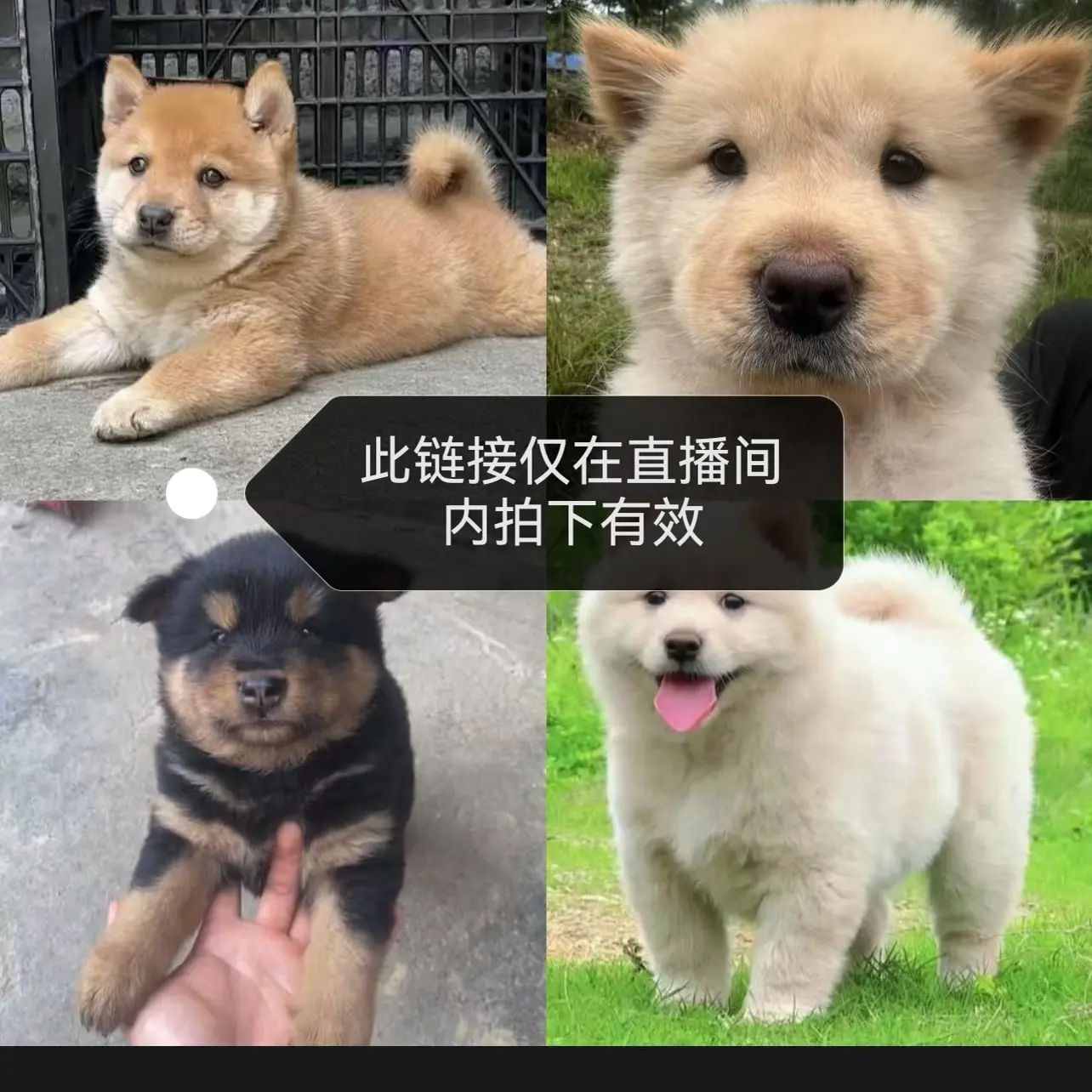 中华田园犬四眼铁包金幼犬看家护院好养土狗