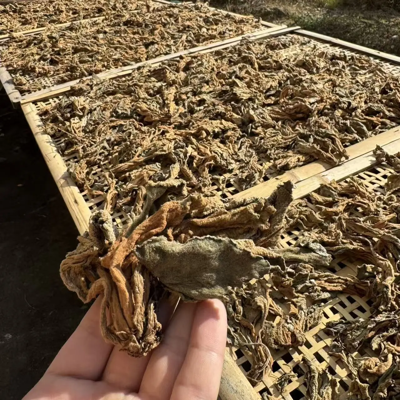 福建高山石上莲新鲜软肝草干糖草