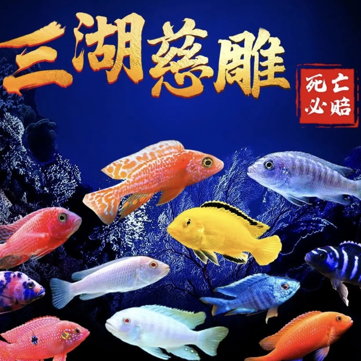 三湖慈鲷鱼马雕一物一拍