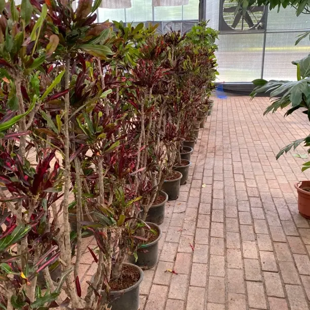 变叶木盆栽室内绿植七彩变叶木净化空气适合客厅摆放