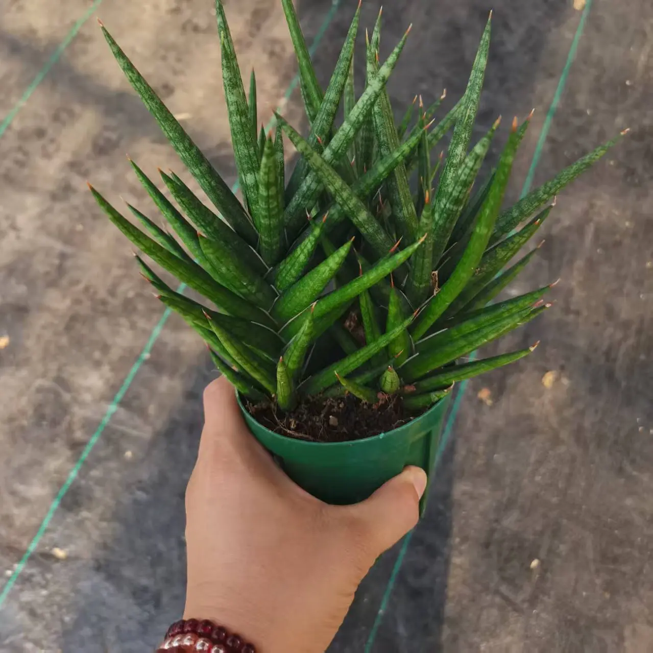 狐狸尾巴绿植盆栽