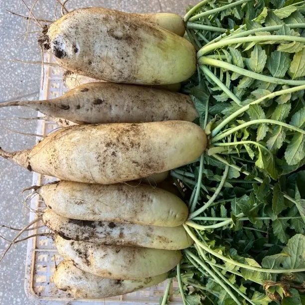 新鲜现拔白萝卜清甜多汁可煲汤炒菜可腌制泡菜