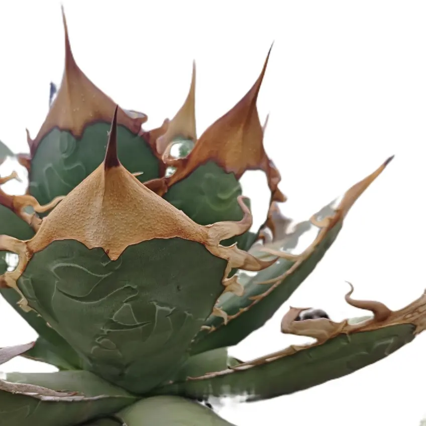 龙舌兰仁王冠多肉植物兰嫂子直播间一物一拍