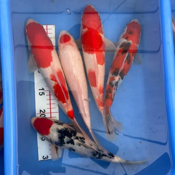纯种红白三色锦鲤活体观赏鱼冷水淡水鱼好养耐活招财