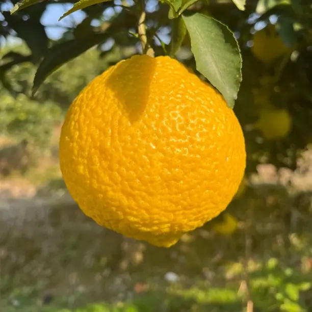 湖南产地贡柚象山青当季新鲜水果清甜多汁