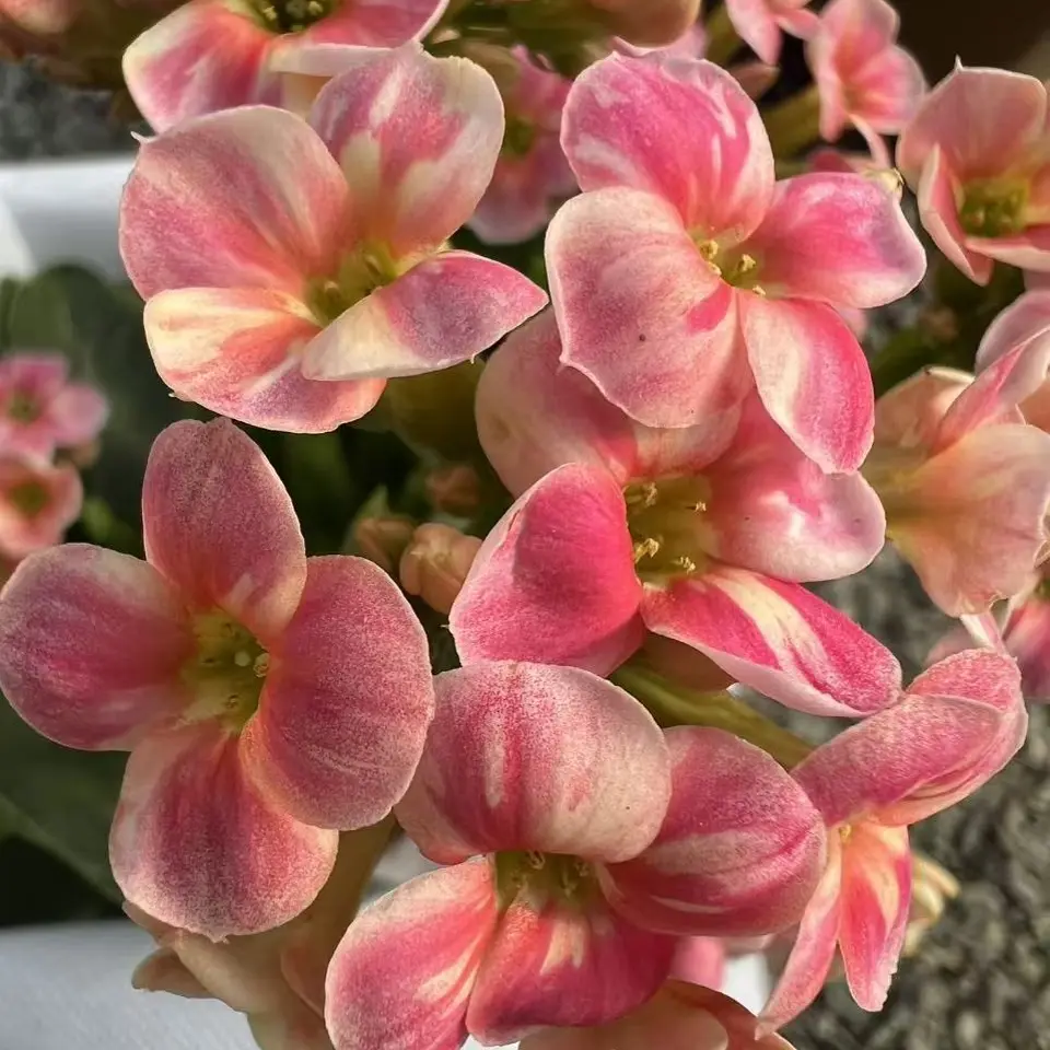 长寿花（迪微娜）110盆 开花发货