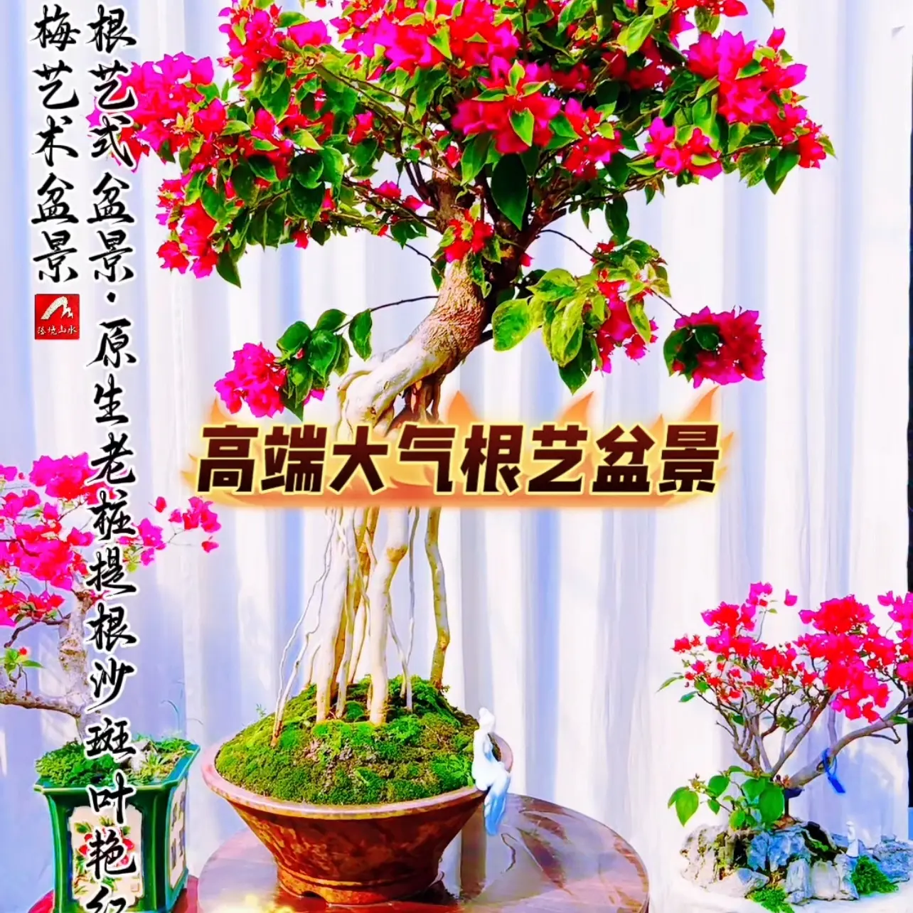 根艺式盆景原生老桩沙斑叶艳红三角梅四季开花极易养护适合居家养