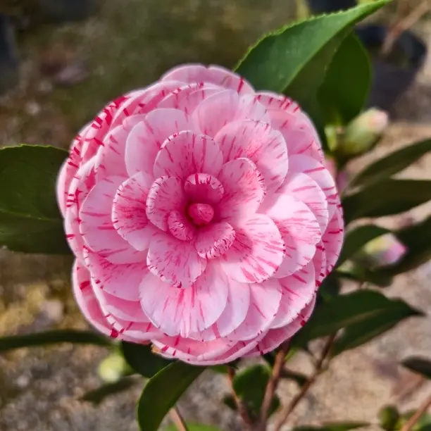 五色山茶花花卉树苗盆栽带花苞浓香型室内外庭院好养耐寒耐绿植