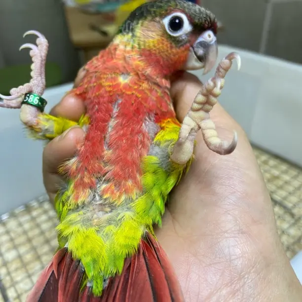 超高趴凤梨超高趴黄边小太阳 一物一拍（赠奶粉 工具 学吃粮）