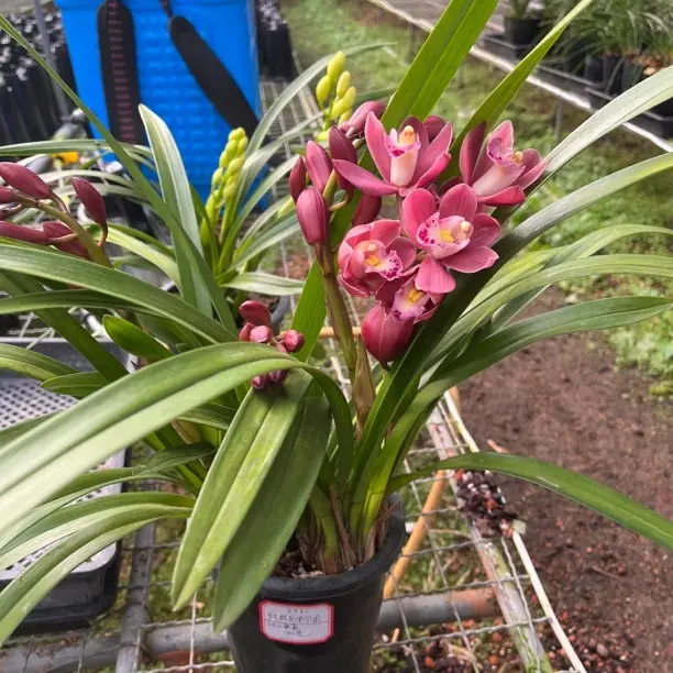 浓香型带花剑红宝石兰花好养易活室内外高端精品绿植花