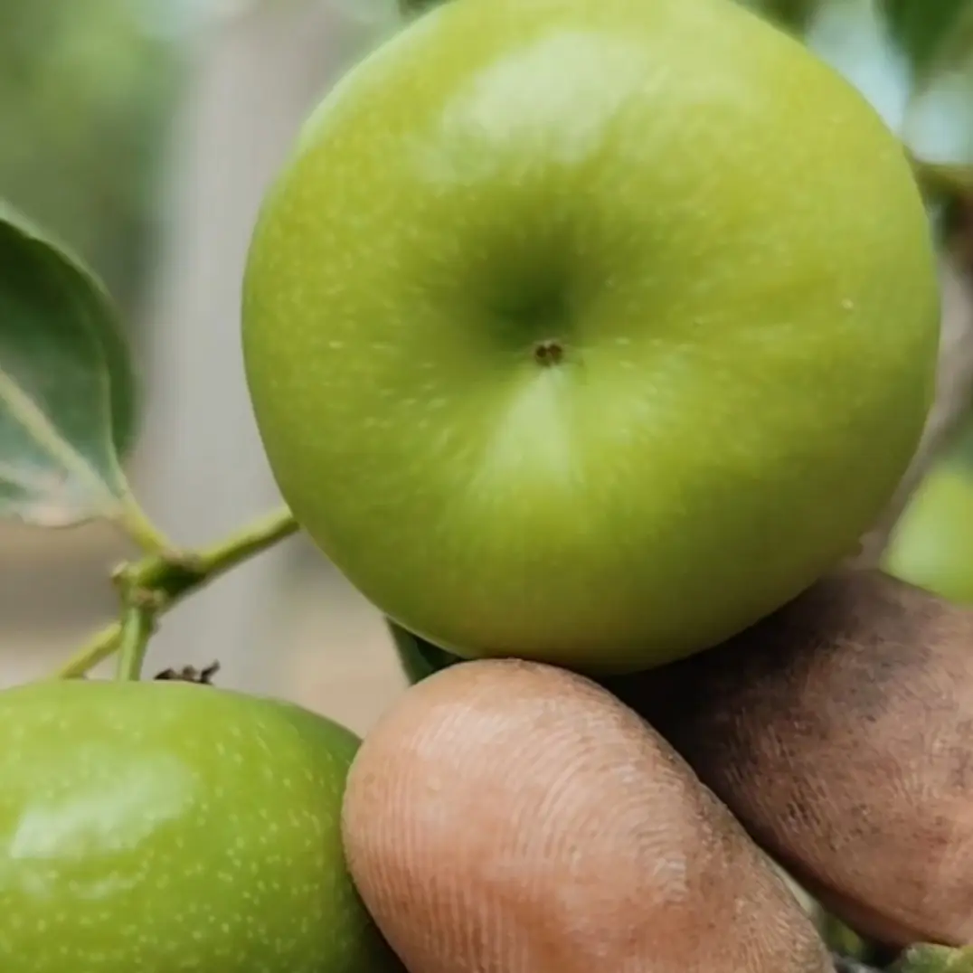 种油潘枣果子脆甜好吃大小都有一树多果的高杆的矮分枝的盆栽