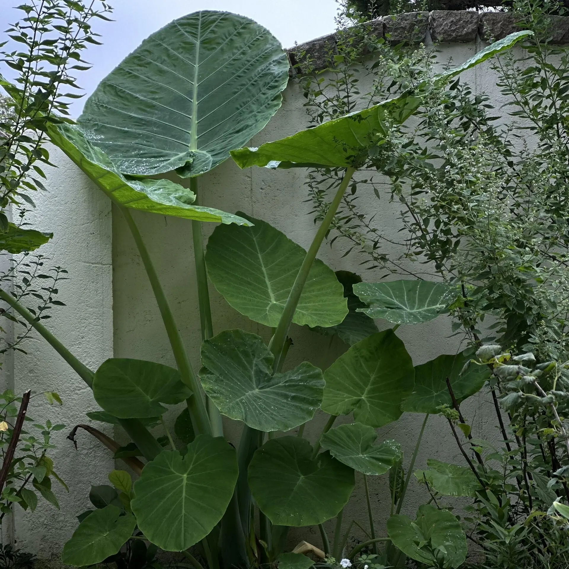 （一物一拍）巨型大叶象耳芋网红绿植室内外庭院热带造景植物
