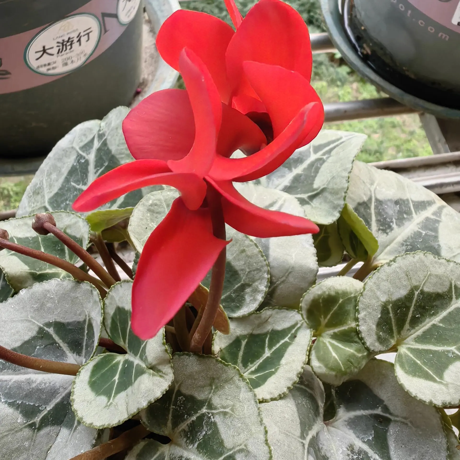 仙客来盆栽带花苞四季开花大花苗室内好养观花植物