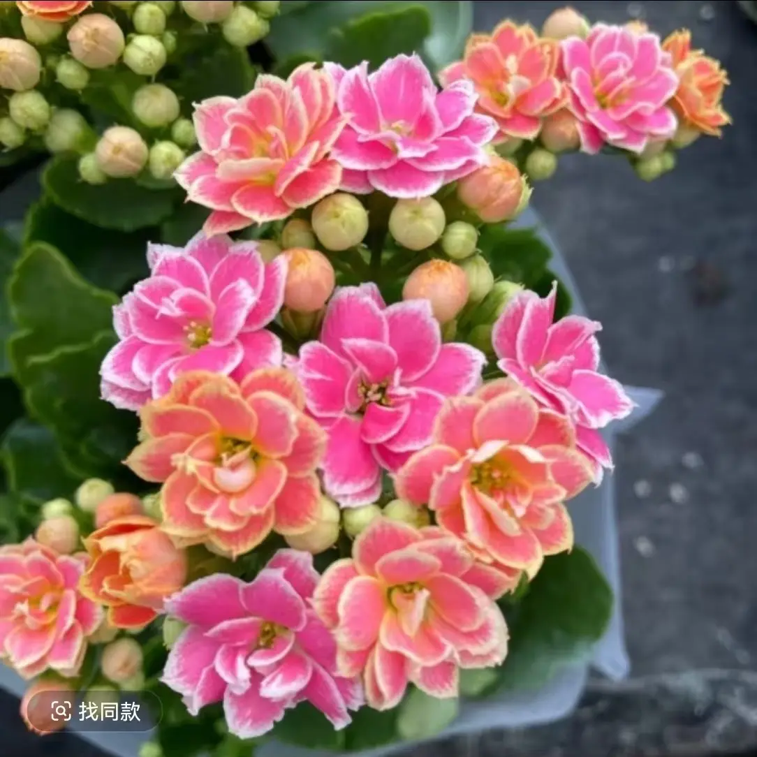 长寿花（彩蝶）130盆  打顶苗