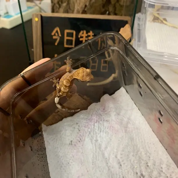 睫角守宫卡布特价