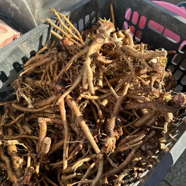 东北长白山新鲜蒲公英根婆婆丁根