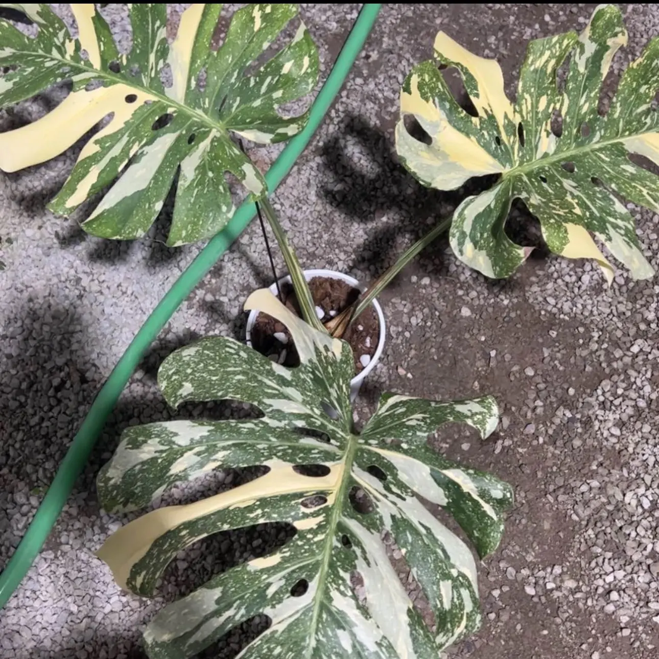 完全开放洒金龟背竹室内好养轻奢小众轻盈灵动热植盆栽