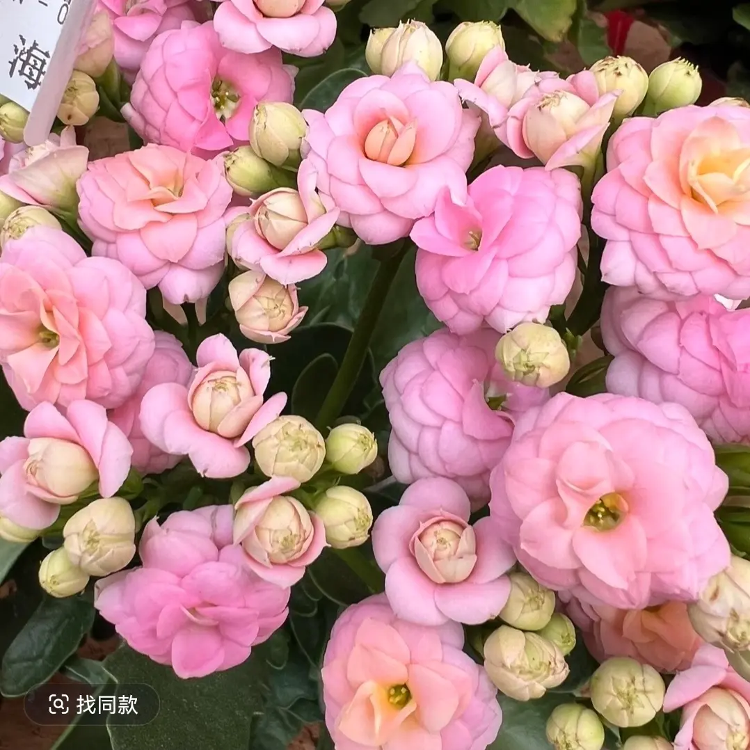 长寿花（海豚）130盆  稀有品种