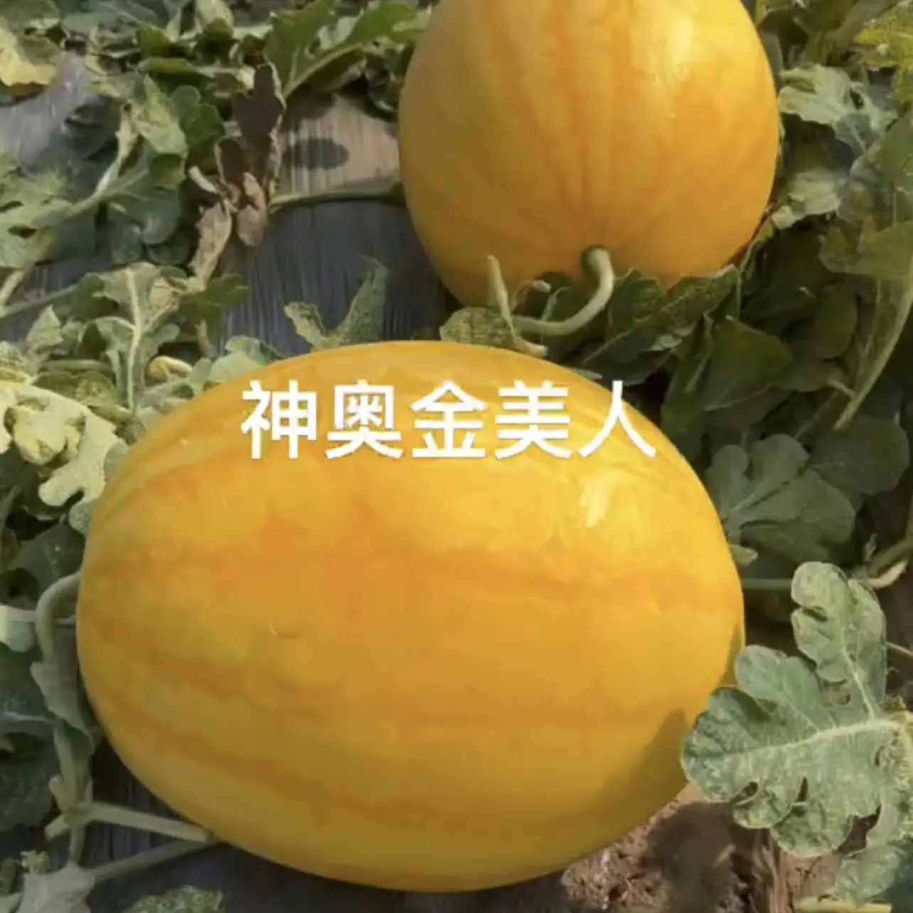 黄皮红肉西瓜种子早熟口感酥脆大红瓤（200粒）