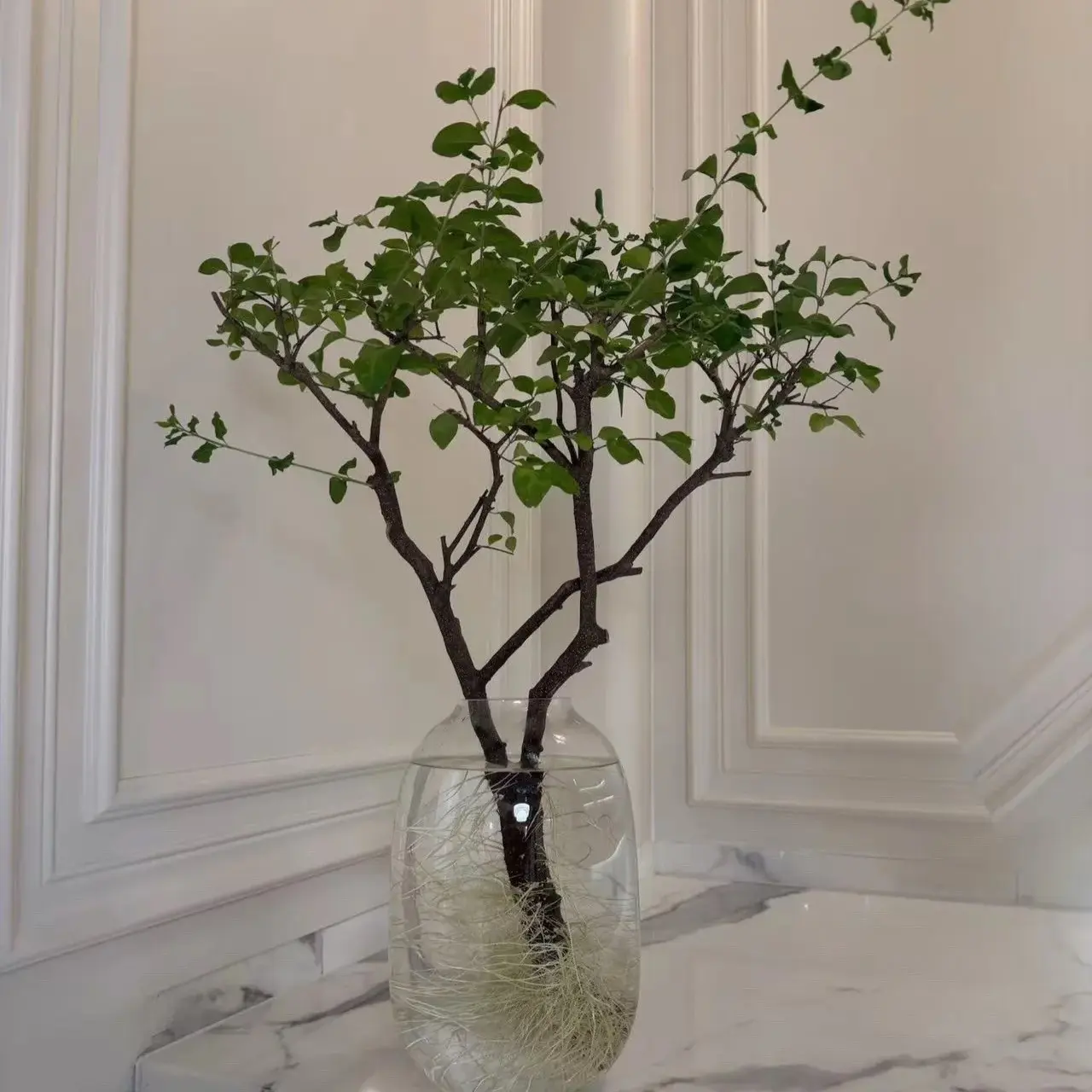 小叶女贞水培发根植物自然发根室内绿植好养易活居家茶桌