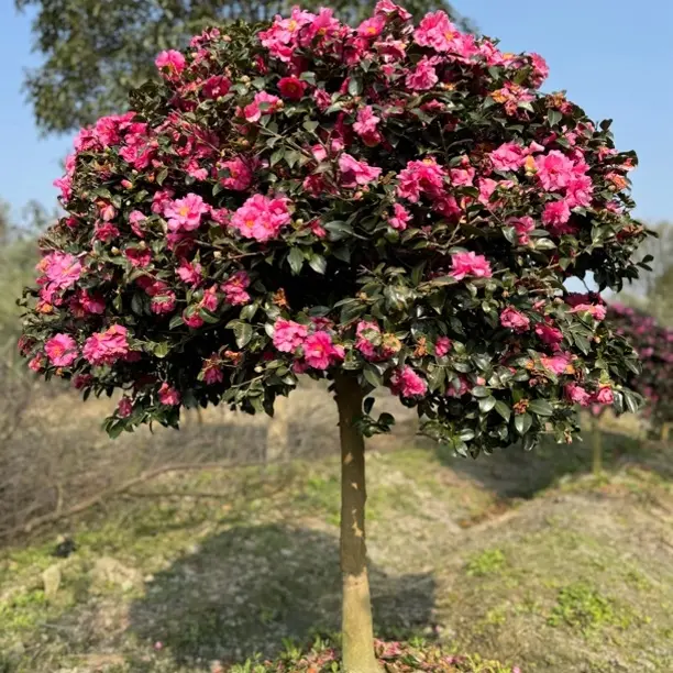 茶梅花耐寒耐高低温四季常青室内外花卉盆栽