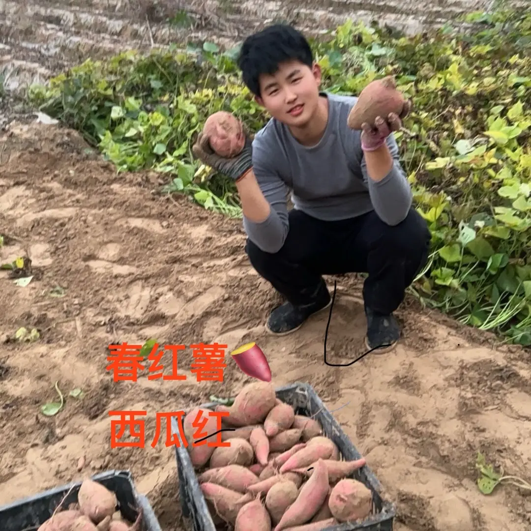 正宗沙地糖心蜜薯红薯新鲜现挖软糯香甜烟薯25号生花生带壳新鲜