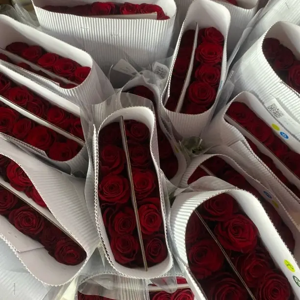 (20把起发)三霖花卉高原红玫瑰