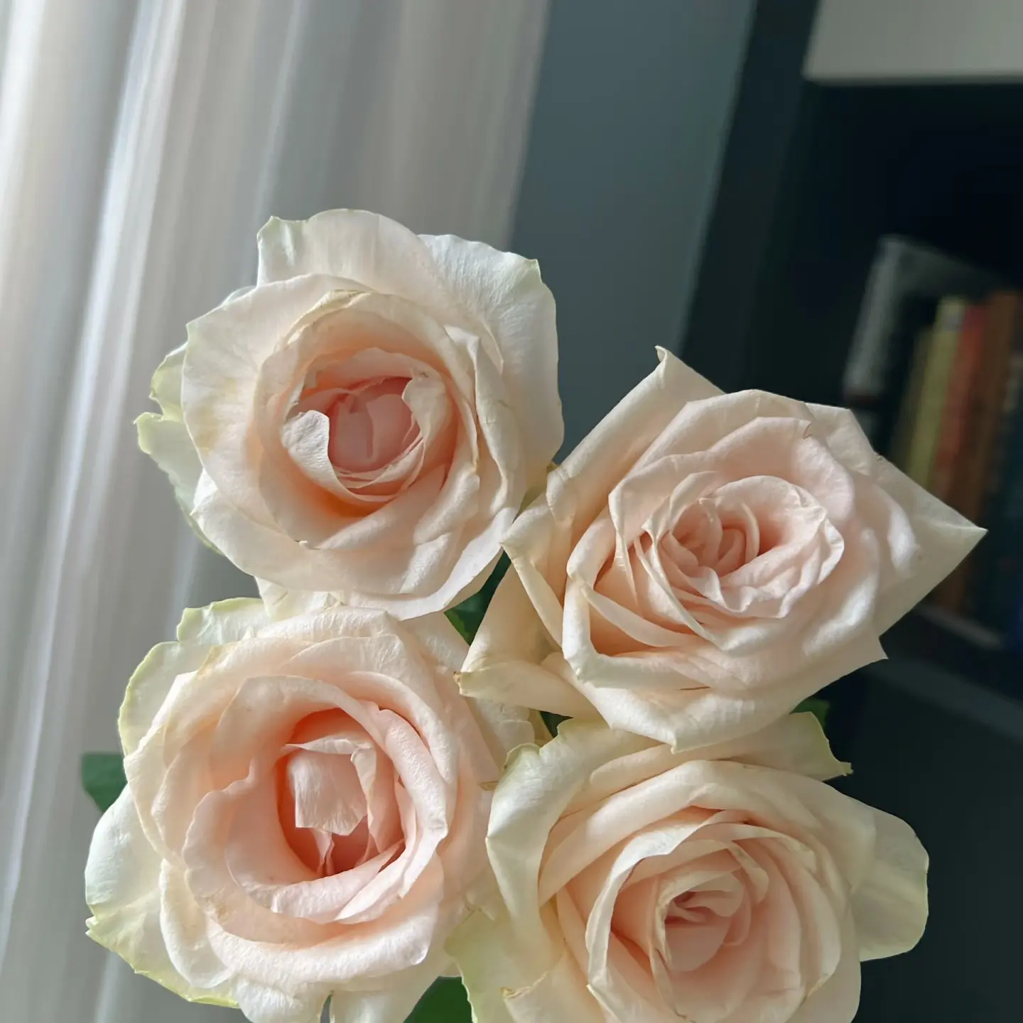 【灵溪单头玫瑰】鲜切花云南基地直发两单普快三单顺丰冷链稀有玫瑰