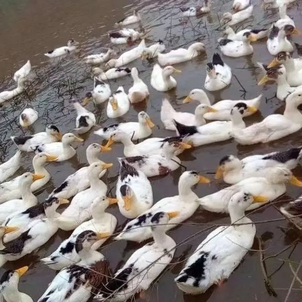 花边鸭绿壳蛋双黄蛋宠物鸭每只半斤左右发货